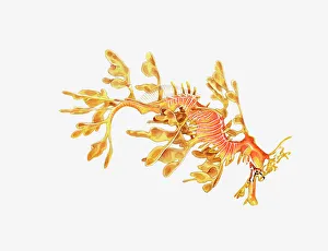 Illustration of Leafy Sea Dragon (Phycodurus eques) Illustration of Leafy Sea Dragon (Phycodurus eques)