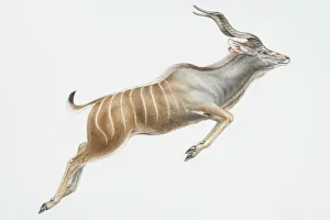 Illustration, leaping Nyala (Tragelaphus angasii), curly horns and vertical white stripes on back half of body Illustration, leaping Nyala (Tragelaphus angasii), curly horns and vertical white stripes on back half of body