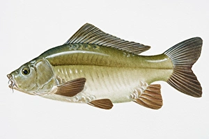 Illustration of Leather Carp (Cyprinus carpio), European freshwater fish Illustration of Leather Carp (Cyprinus carpio), European freshwater fish