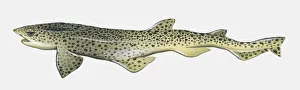 Illustration of Lesser Sotted Dogfish (Scyliorhinus canicula) Illustration of Lesser Sotted Dogfish (Scyliorhinus canicula)