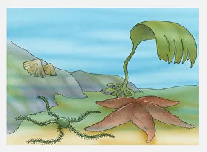 Illustration of limpets, star fish and kelp underwater Illustration of limpets, star fish and kelp underwater