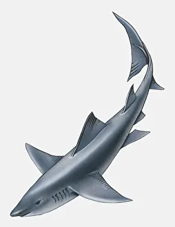 Illustration of Longfin Mako Shark (Isurus paucus) Illustration of Longfin Mako Shark (Isurus paucus)