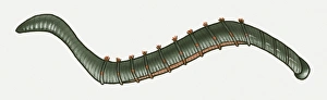 Illustration of Lugworm (Arenicola marina) Illustration of Lugworm (Arenicola marina)