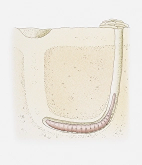 Illustration of a lugworm burrow, cross-section Illustration of a lugworm burrow, cross-section