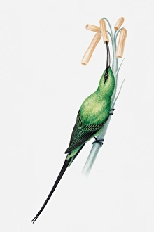 Illustration of a Malachite sunbird (Nectarinia famosa) sucking nectar out of flower Illustration of a Malachite sunbird (Nectarinia famosa) sucking nectar out of flower