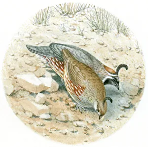 Illustration of male and female Gambels Quail (Callipepla gambellii) pecking on desert floor Illustration of male and female Gambels Quail (Callipepla gambellii) pecking on desert floor