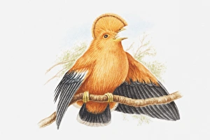 Illustration of a male Guianan cock-of-the-rock (Rupicola rupicola) on a branch, calling Illustration of a male Guianan cock-of-the-rock (Rupicola rupicola) on a branch, calling