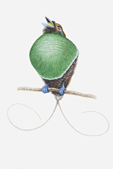 Illustration of a male Magnificent bird of paradise (Cicinnurus magnificus) showing off his curved tail feathers Illustration of a male Magnificent bird of paradise (Cicinnurus magnificus) showing off his curved tail feathers