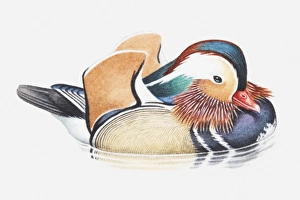 Illustration of a male Mandarin duck (Aix galericulata) in water Illustration of a male Mandarin duck (Aix galericulata) in water