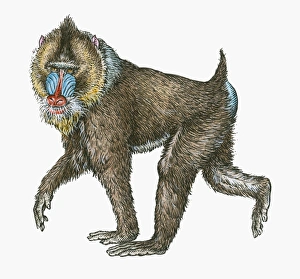 Illustration of male Mandrill (Mandrillus sphinx) Illustration of male Mandrill (Mandrillus sphinx)