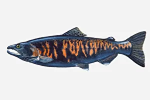 Illustration of male Pacific Masu Salmon (Oncorhynchus masou) fish Illustration of male Pacific Masu Salmon (Oncorhynchus masou) fish