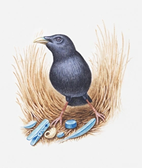 Illustration of male Satin bowerbird (Ptilonorhynchus violaceus) with collection of blue objects to attract a female Illustration of male Satin bowerbird (Ptilonorhynchus violaceus) with collection of blue objects to attract a female