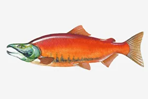 Illustration of male Sockeye Salmon (Oncorhynchus nerka) fish Illustration of male Sockeye Salmon (Oncorhynchus nerka) fish
