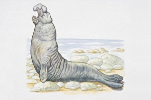 Illustration, male Southern Elephant Seal (Mirounga leonina) on rocky coast, raising its head and calling, side view Illustration, male Southern Elephant Seal (Mirounga leonina) on rocky coast, raising its head and calling, side view