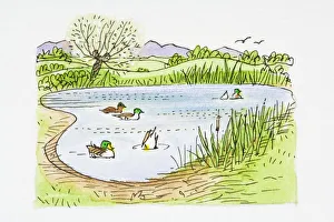 Illustration of Mallard (Anas platyrhynchos) ducks swimming and ducking for food in pond and birds flying in sky Illustration of Mallard (Anas platyrhynchos) ducks swimming and ducking for food in pond and birds flying in sky