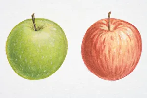 Illustration, Malus, red Apple and green Apple Illustration, Malus, red Apple and green Apple