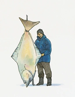 Illustration of man holding European Turbot (Psetta maxima) caught in Black Sea region of Turkey Illustration of man holding European Turbot (Psetta maxima) caught in Black Sea region of Turkey