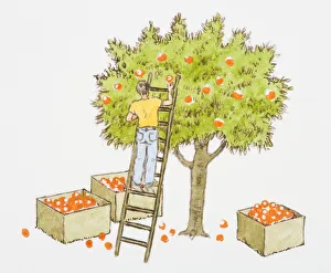 Illustration of man picking apples from tree, and boxes full of oranges below Illustration of man picking apples from tree, and boxes full of oranges below
