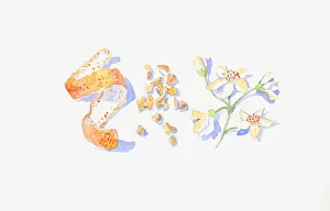 Illustration of mandarin orange peel, frankincense and neroli stem with flowers and bud Illustration of mandarin orange peel, frankincense and neroli stem with flowers and bud