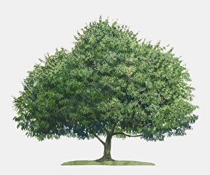 Illustration of Mangifera indica (Mango), a large evergreen tropical tree Illustration of Mangifera indica (Mango), a large evergreen tropical tree