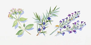 Illustration of marjoram leaves and flowers on stem, juniper berries and leaves on stem Illustration of marjoram leaves and flowers on stem, juniper berries and leaves on stem