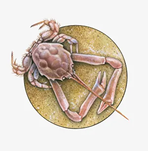 Illustration of Masked Crab (Corystes cassivelaunus) on sand Illustration of Masked Crab (Corystes cassivelaunus) on sand