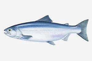 Illustration of Masu Salmon (Oncorhynchus masou) fish Illustration of Masu Salmon (Oncorhynchus masou) fish