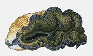 Illustration of Maxima Clam (Tridacna maxima) Illustration of Maxima Clam (Tridacna maxima)