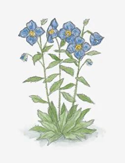 Illustration of Meconopsis (Blue Poppy) with blue flowers and green leaves on long stems Illustration of Meconopsis (Blue Poppy) with blue flowers and green leaves on long stems