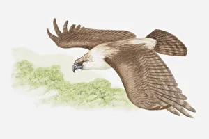 Illustration of a Monkey-eating eagle, also known as Philippine eagle Illustration of a Monkey-eating eagle, also known as Philippine eagle