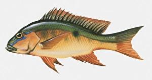 Illustration of Mutton Snapper (Lutjanus analis) Illustration of Mutton Snapper (Lutjanus analis)