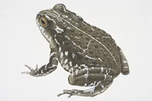 Illustration, Natterjack Toad (Bufo calamita), grey-green with white speckles, side view Illustration, Natterjack Toad (Bufo calamita), grey-green with white speckles, side view
