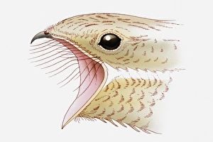 Illustration of Nightjar (Caprimulgus europaeus) with its beak open showing bristles to Illustration of Nightjar (Caprimulgus europaeus) with its beak open showing bristles to