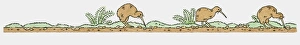 Illustration of North Island Brown Kiwi feeding Illustration of North Island Brown Kiwi feeding