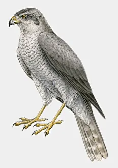 Illustration of a Northern goshawk (Accipiter gentilis), side view Illustration of a Northern goshawk (Accipiter gentilis), side view