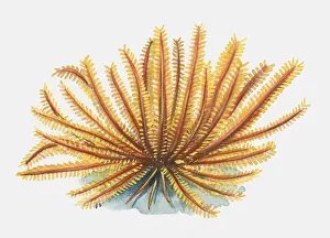 Illustration of orange Feather Star (Articulata) Illustration of orange Feather Star (Articulata)