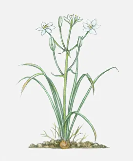 Illustration of Ornithogalum umbellatum (Star-of-Bethlehem), perennial with white flowers and green Illustration of Ornithogalum umbellatum (Star-of-Bethlehem), perennial with white flowers and green