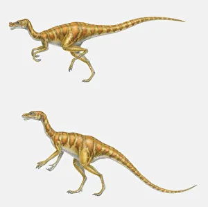 Illustration of two Ornitholestes dinosaurs, running and standing, side view Illustration of two Ornitholestes dinosaurs, running and standing, side view