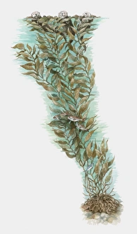 Illustration of otters and fish using Giant Kelp (Macrocystis pyrifera Illustration of otters and fish using Giant Kelp (Macrocystis pyrifera