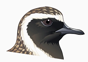 Illustration of Pacific Golden Plover (Pluvialis fulva), head profile Illustration of Pacific Golden Plover (Pluvialis fulva), head profile