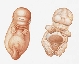 Illustration of Pacific White-sided Dolphin (Lagenorhynchus obliquidens) embryo at seven weeks Illustration of Pacific White-sided Dolphin (Lagenorhynchus obliquidens) embryo at seven weeks