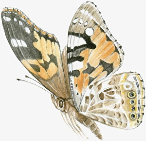 Illustration of Painted Lady butterfly (Vanessa cardui) Illustration of Painted Lady butterfly (Vanessa cardui)