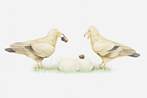 Illustration of pair of Egyptian vultures (Neophron percnopterus) dropping stones on ostrich eggs to crack them open Illustration of pair of Egyptian vultures (Neophron percnopterus) dropping stones on ostrich eggs to crack them open