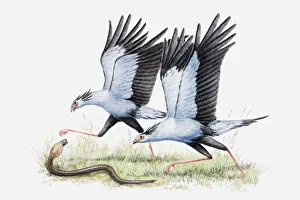 Illustration of a pair of Secretary birds (Sagittarius serpentarius) attacking a snake Illustration of a pair of Secretary birds (Sagittarius serpentarius) attacking a snake