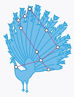 Illustration of Pavo constellation representing a peacock Illustration of Pavo constellation representing a peacock