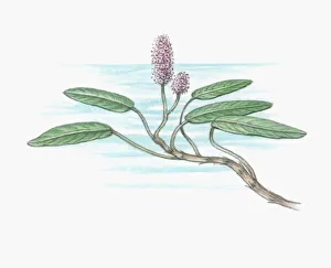 Illustration of Persicaria amphibium (Water Smartweed), tiny pink flower Illustration of Persicaria amphibium (Water Smartweed), tiny pink flower