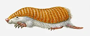 Illustration of Pink Fairy Armadillo (Chlamyphorus truncatus) Illustration of Pink Fairy Armadillo (Chlamyphorus truncatus)