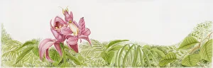 Illustration of Pink Orchid Mantis (Hymenopus coronatus) on orchid flower Illustration of Pink Orchid Mantis (Hymenopus coronatus) on orchid flower