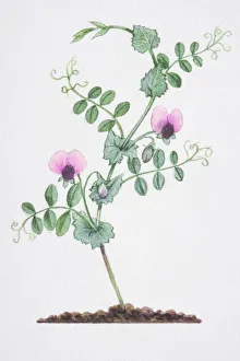 Illustration, Pisum sativum, Wild Pea, single stem with two pink flowers Illustration, Pisum sativum, Wild Pea, single stem with two pink flowers