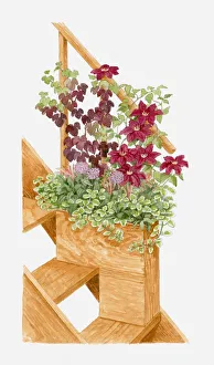 Illustration of plants in container at the edge of a set of steps, including Vitis vinifera Purpurea Illustration of plants in container at the edge of a set of steps, including Vitis vinifera Purpurea